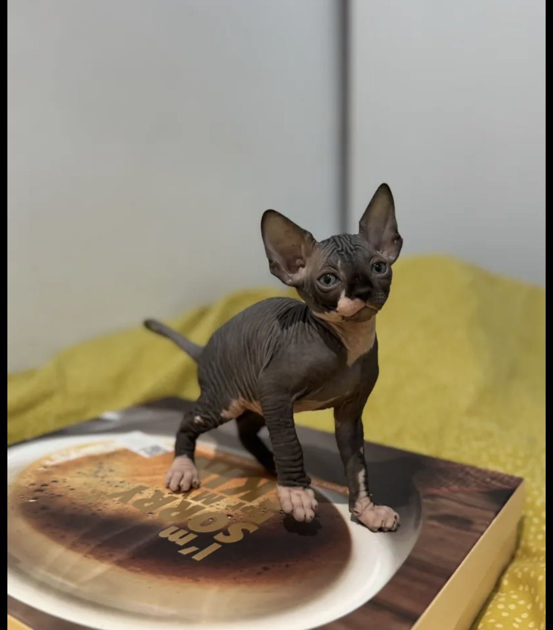 قطط سفنكس فرعونية، Sphynx Kittens