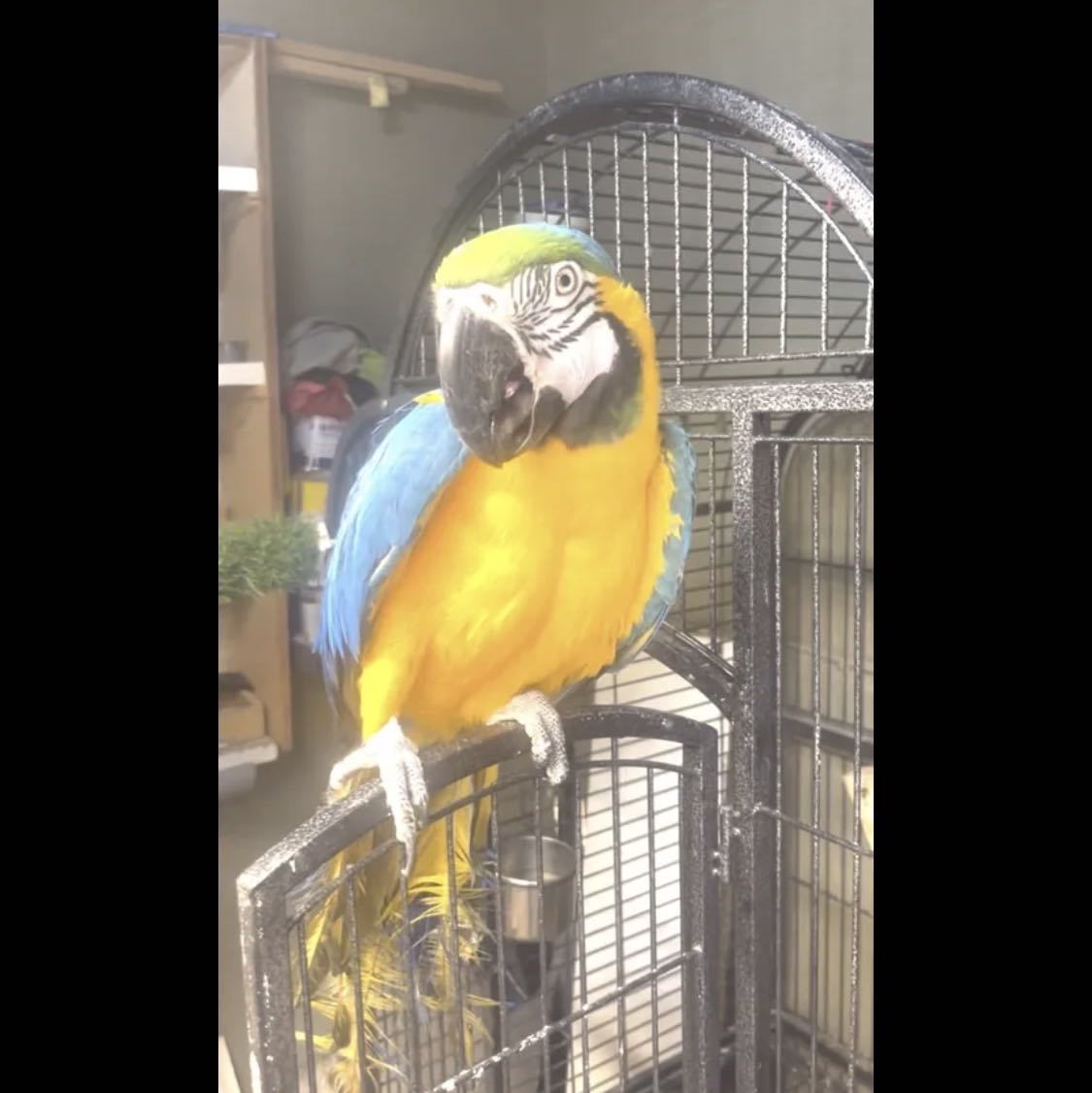 طير نوع مكاو مع القفص
