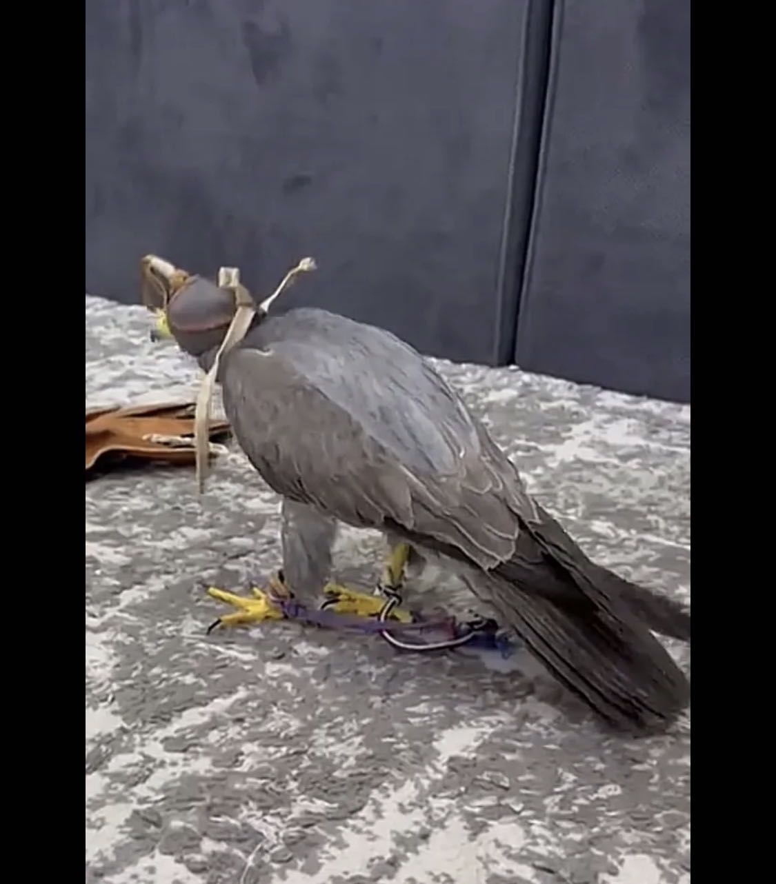 مطلوب بكه بعشرين