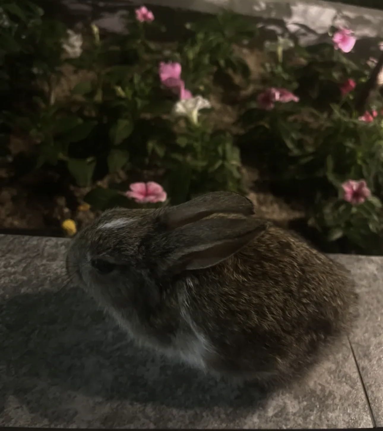 للبيع ارنب مع اكله و قفصه