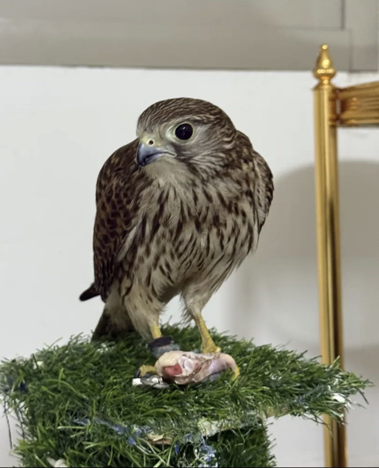 حميميج مع اغراضه