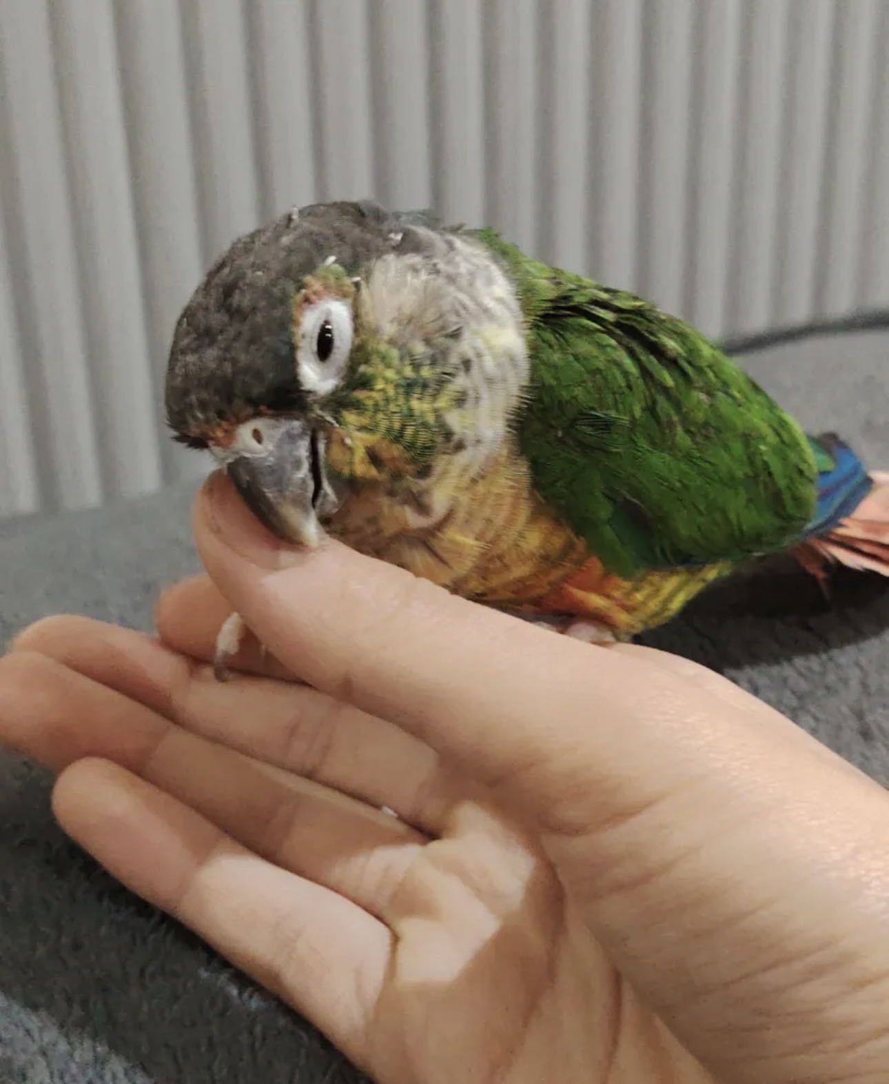 كنيور قرين شك