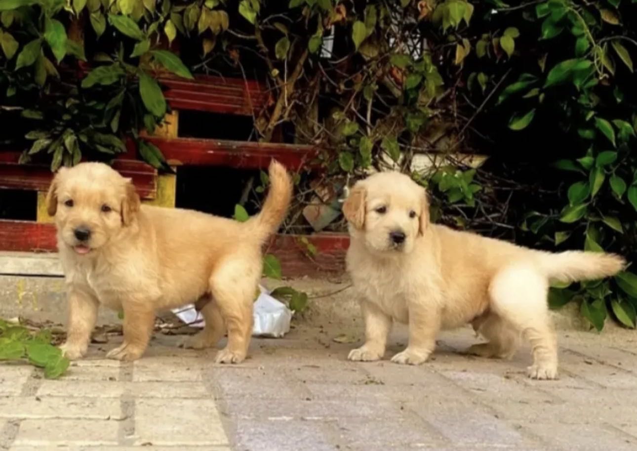 احسن و انظف كلاب و جراء جولدن و هاسكي شحن من مصر للكويت