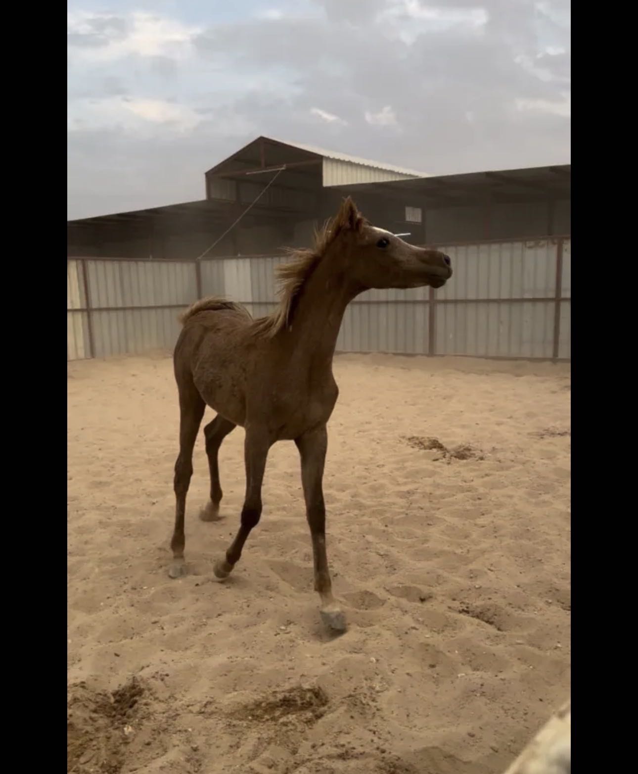 مهره بلديه فاخره