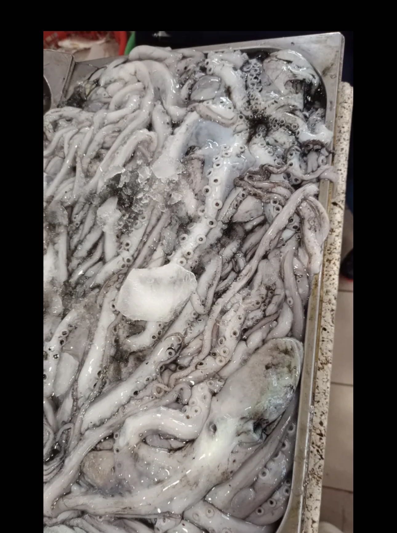 متوفرجميع الاسماك الفرش الكويتي والايراني واحجام ممتازة