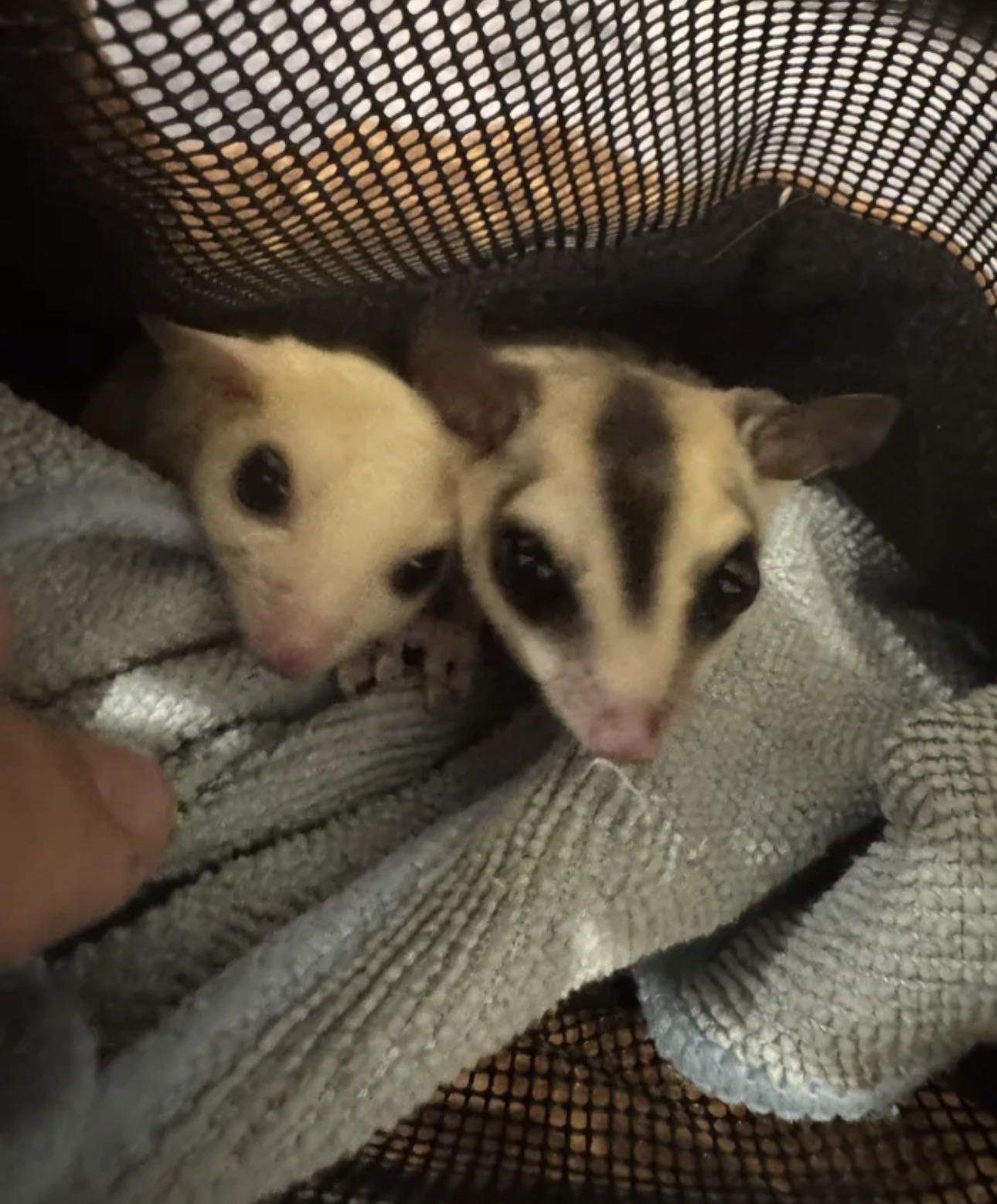 شوقر قلايدرز