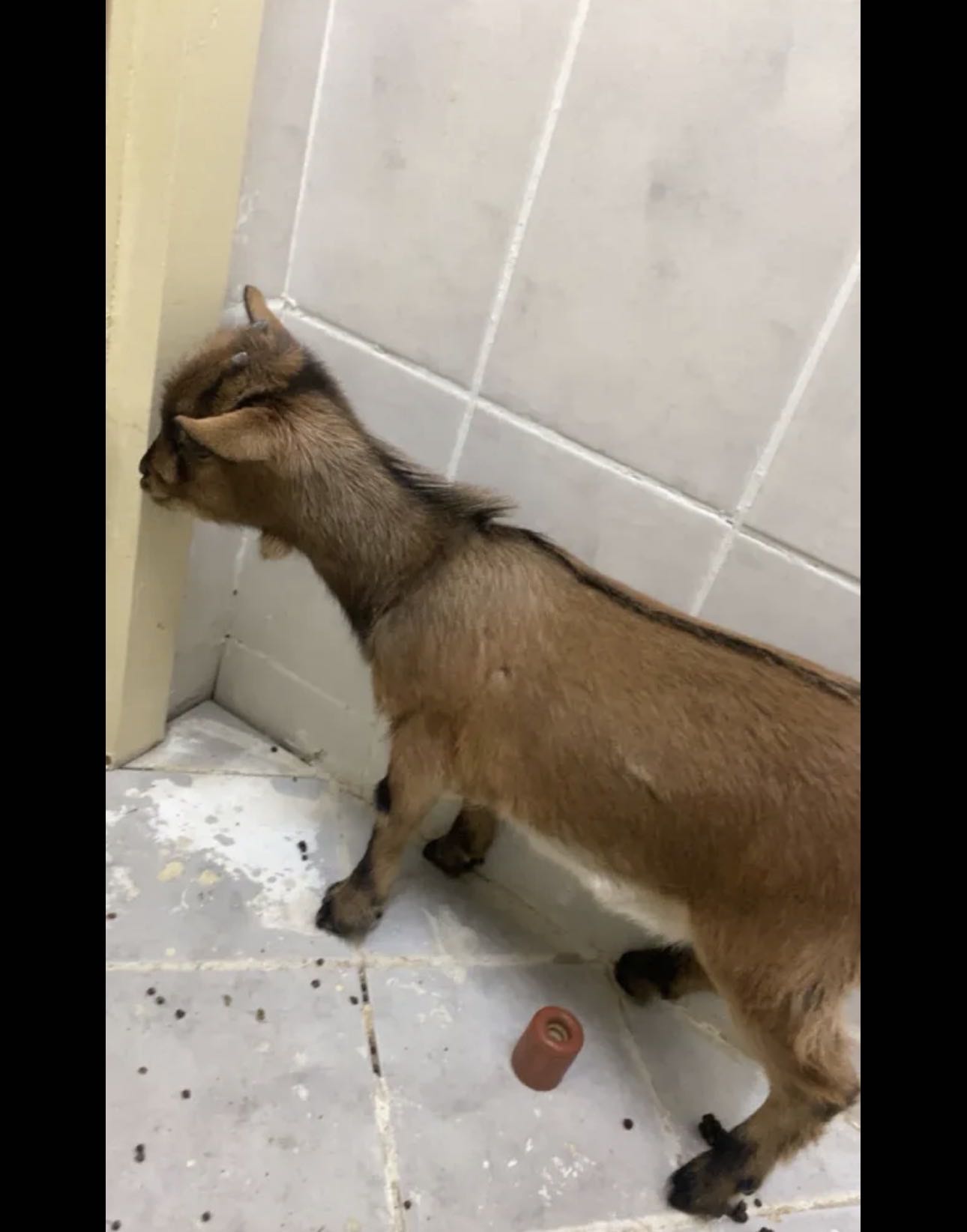 معزه بربريه