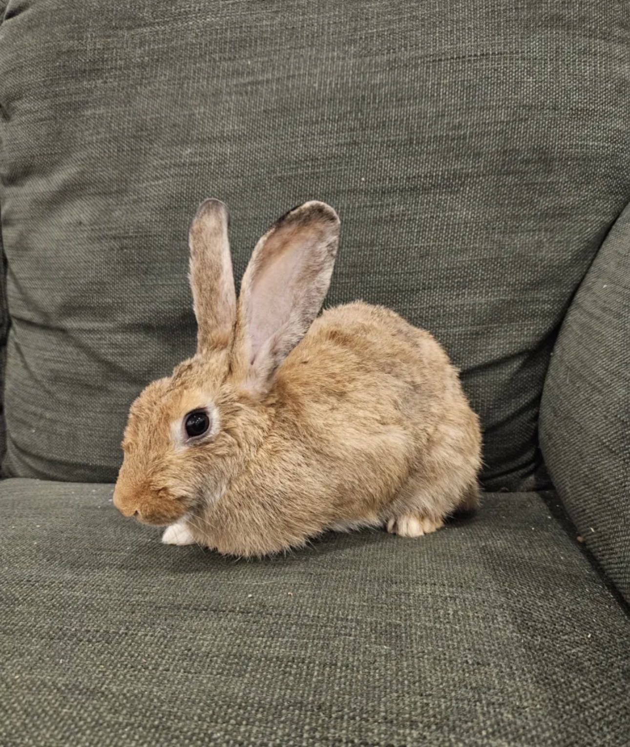 أرانب نشيطه