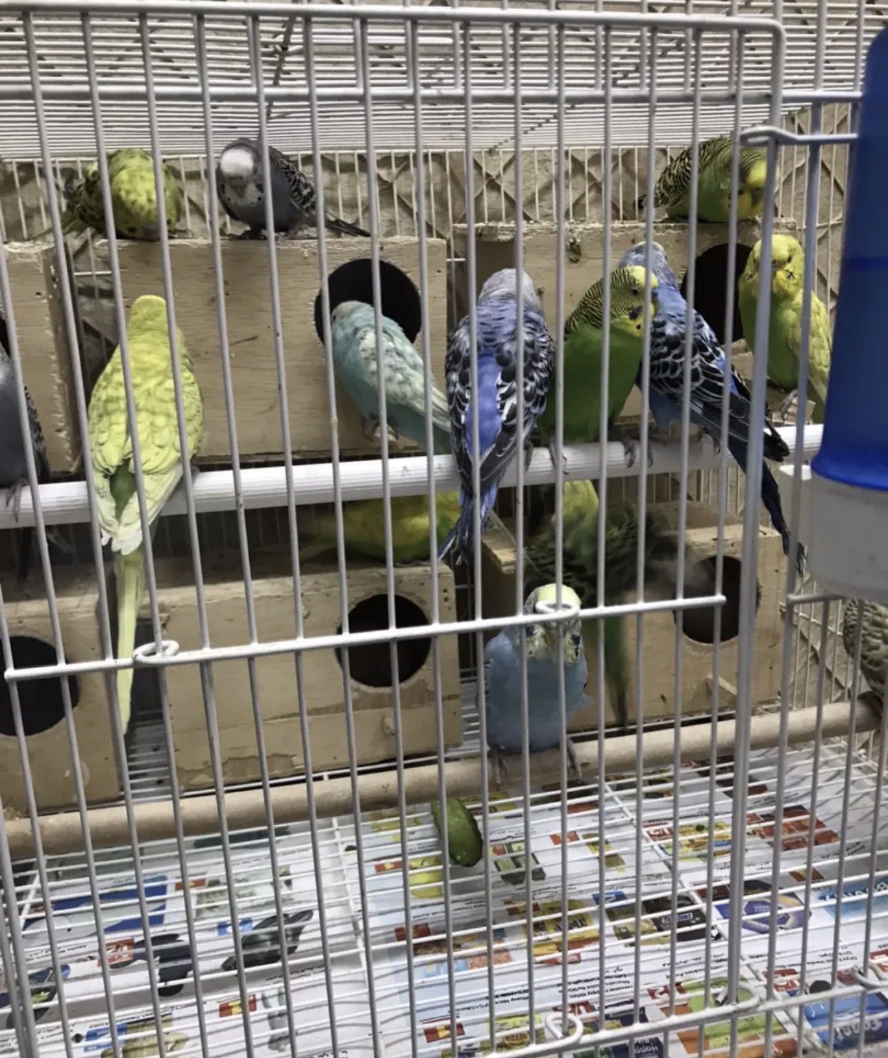 موجو زوج بادجي منتجين مع القفص والاكل والخانة 15