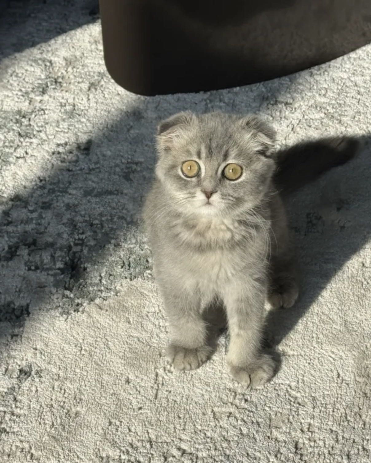 للبيع سكوتش فولد شورت هير