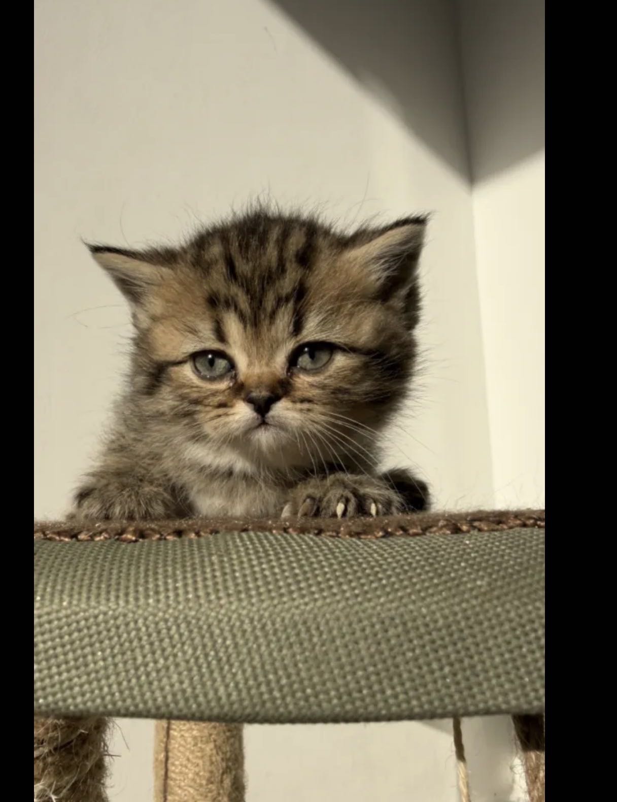 للبيع قطط برتش قولدن NY11 و برتش لونق