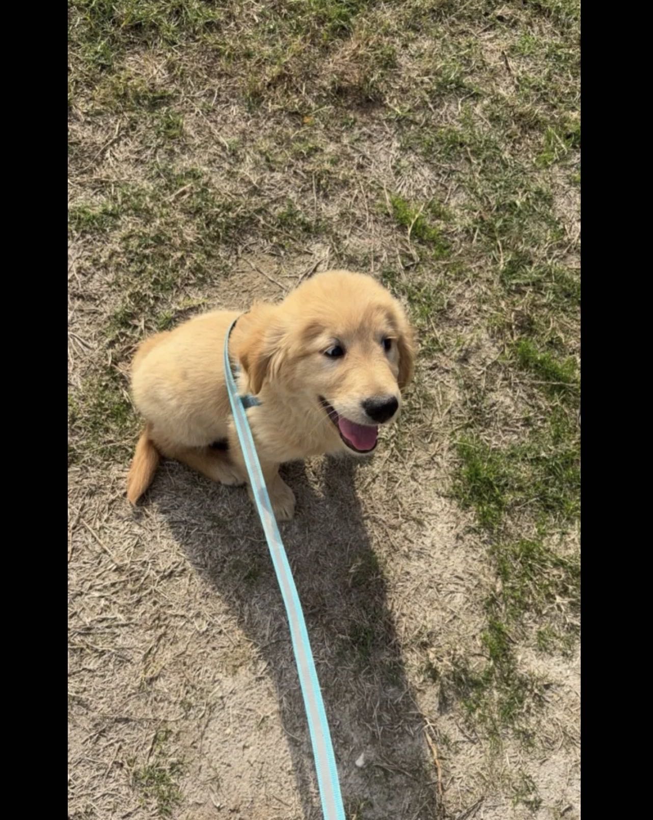 Golden retriever for sal