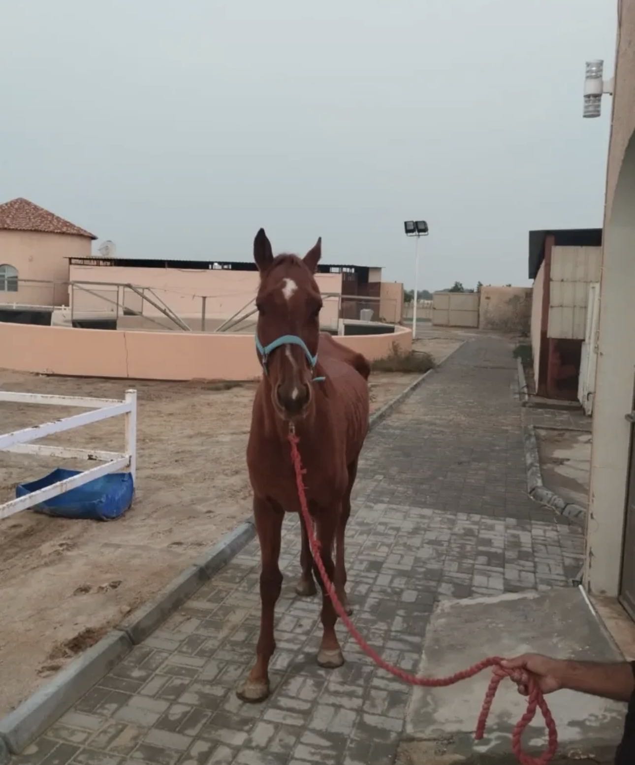 خيل انجليزي معاه جوازه كان ريس موجود مربط بالوفره الزراعيه اموره طيبه صار حق ركوب هادي عمره 11