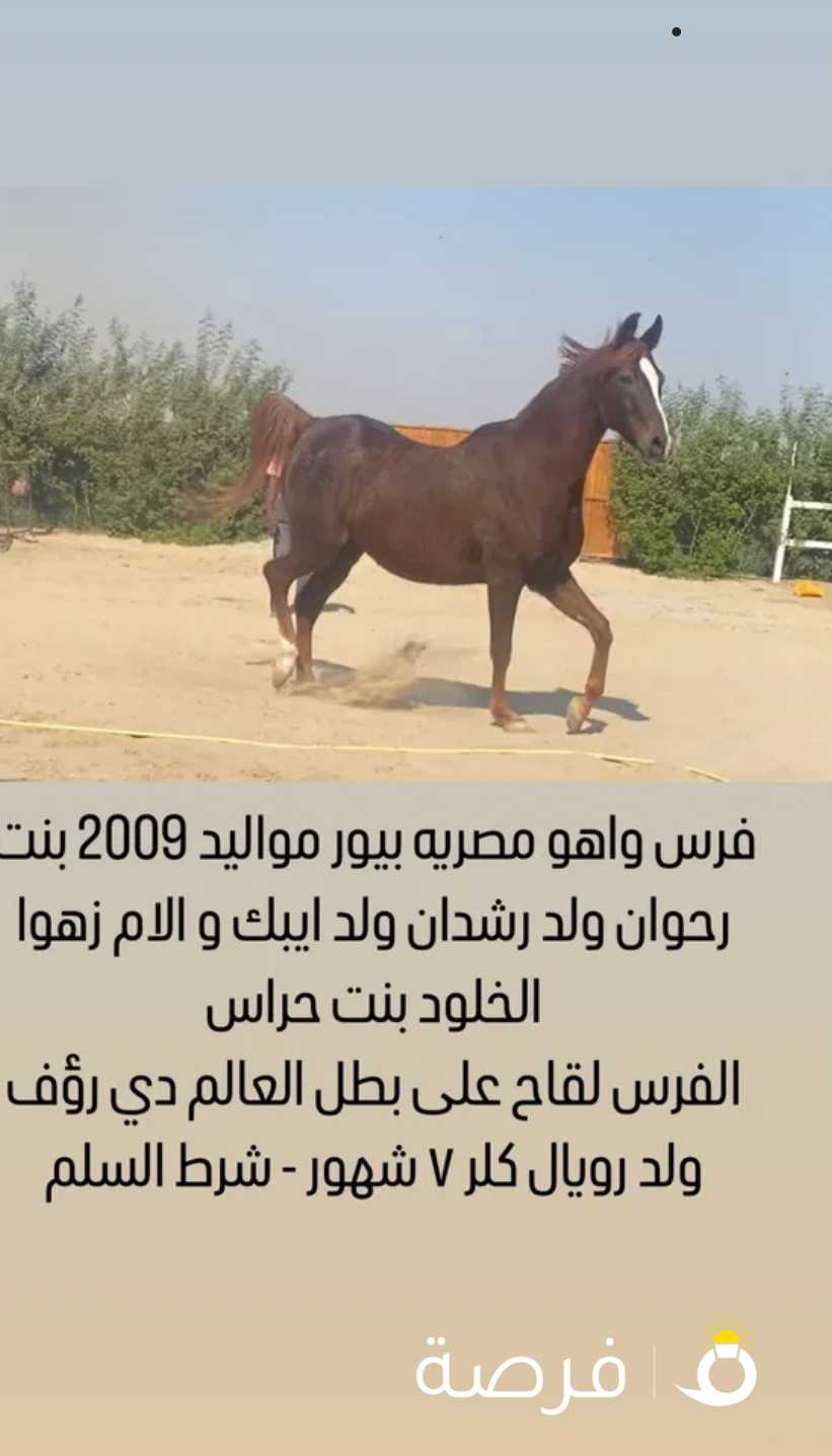 1200 قابل المساومه بالمعقول