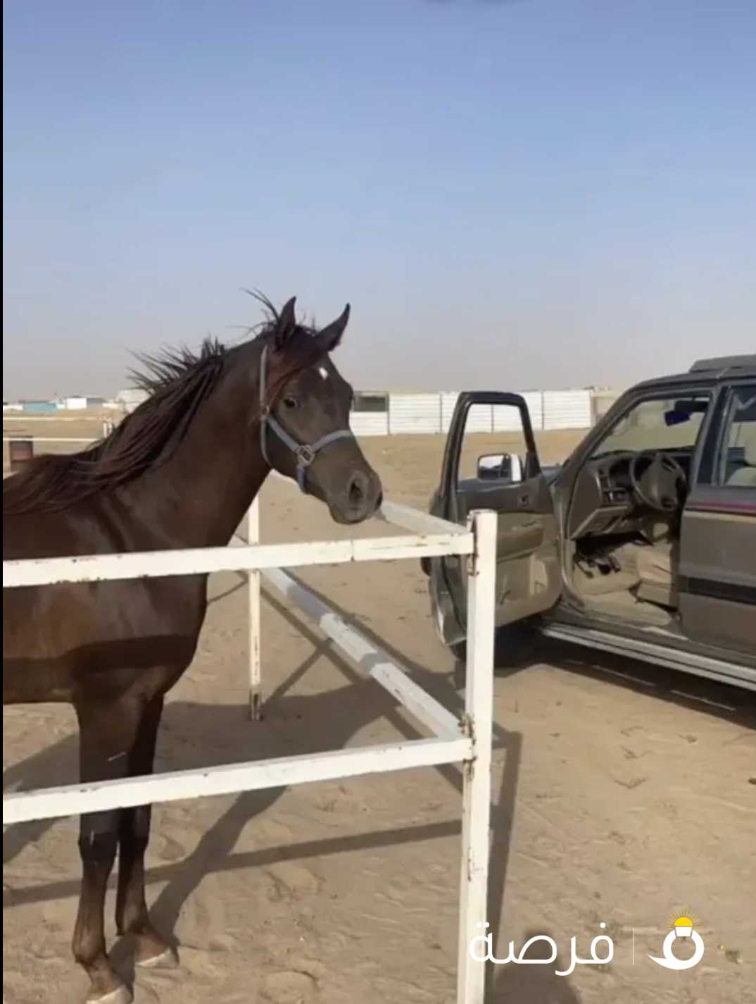 للبيع حصان مصري بيور