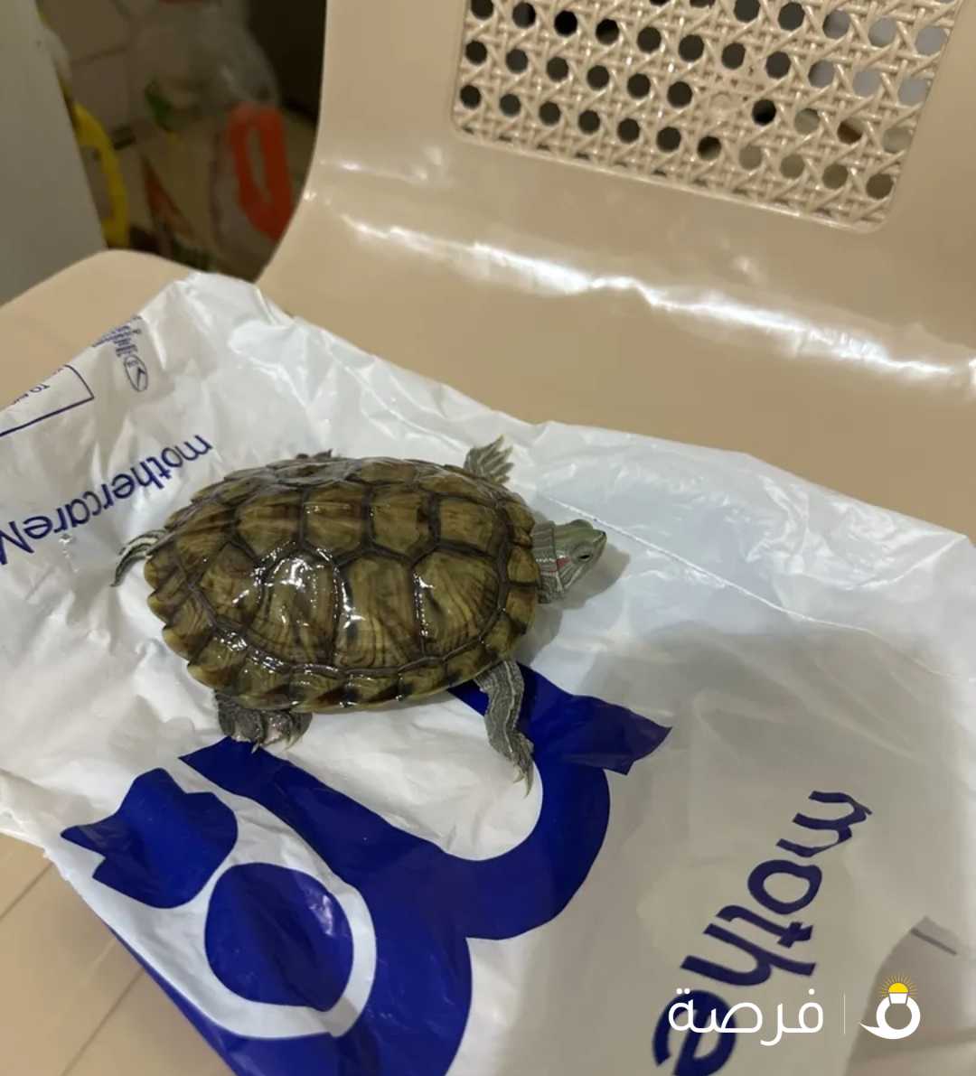 سلاحف مائية للبيع - aquarium turtles for Sale