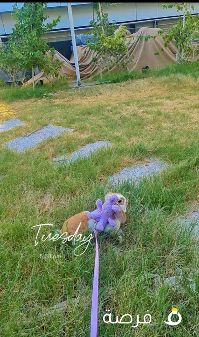 ارنب هولندي mini lop rabbit لطيفة حيوية