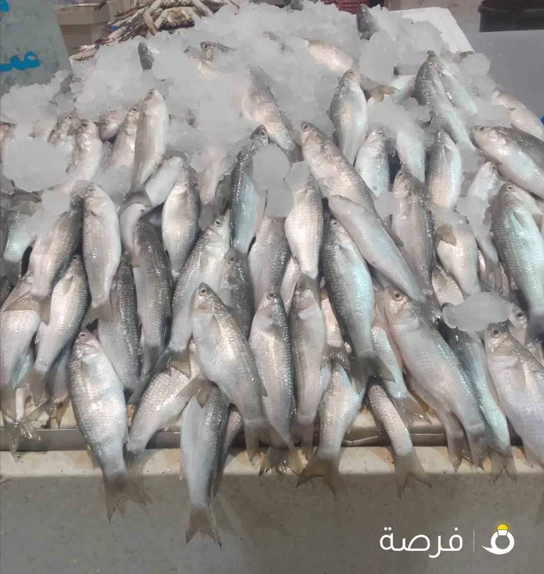 fish market