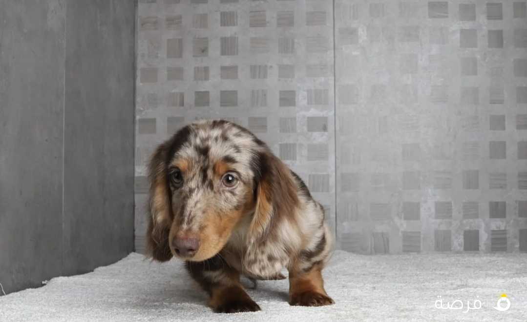 ميني دتشهاوند Mini Dachshund