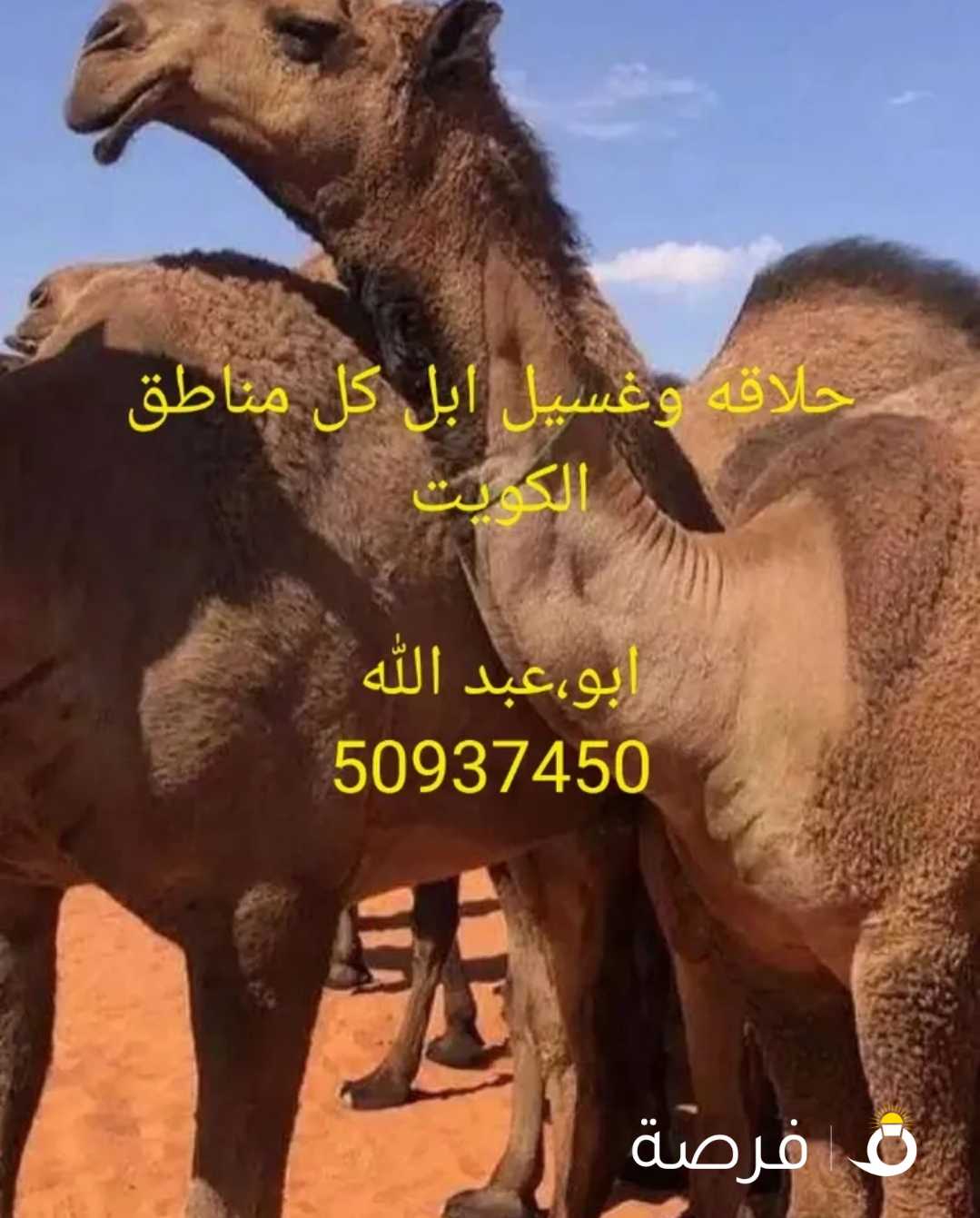 حلاقة وغسيل ابل كل مناطق الكويت