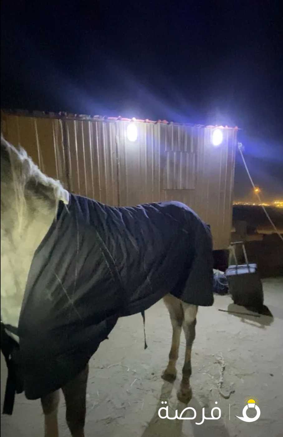 للبيع جلالات خيل تفصال كويتي من برا مطري ومن داخل مبطن يوجد لدينا جميع الاوان