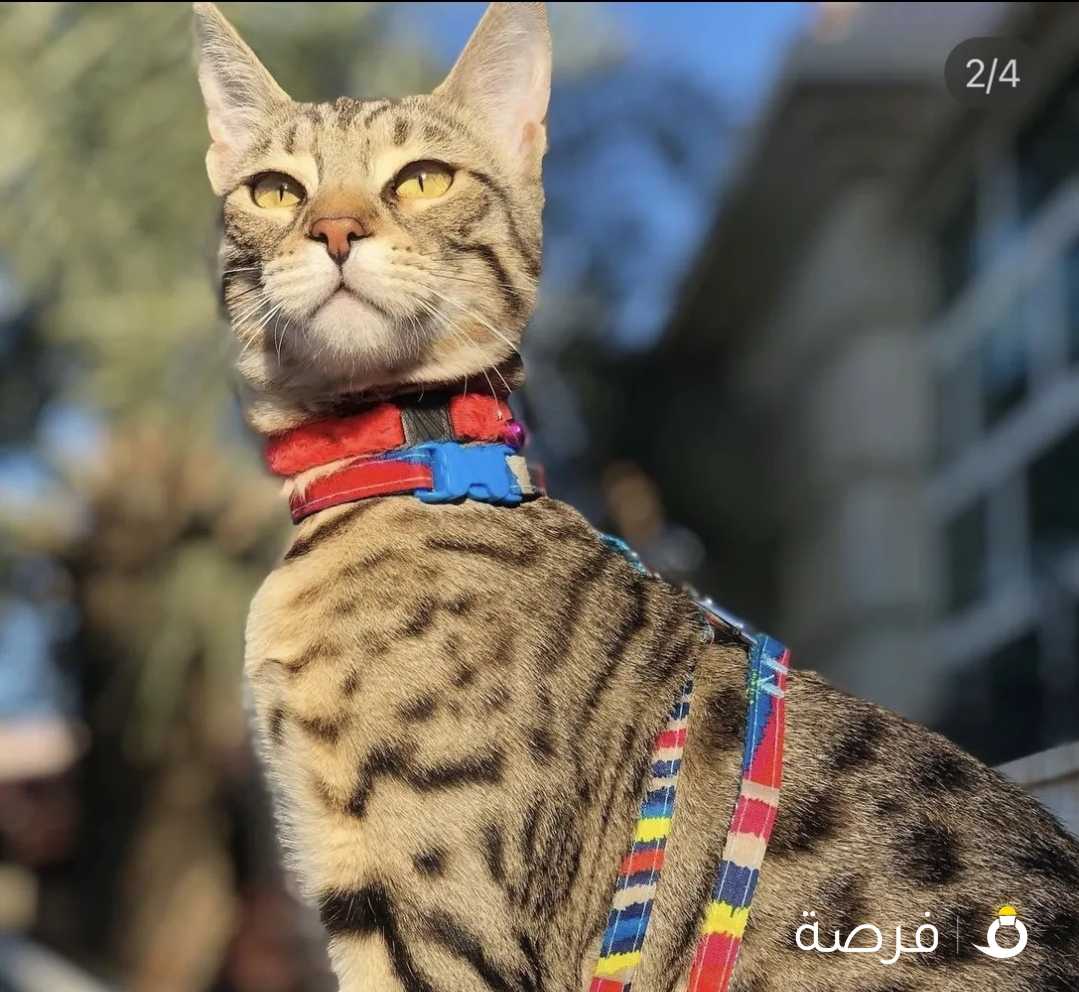 للتبني for adoption