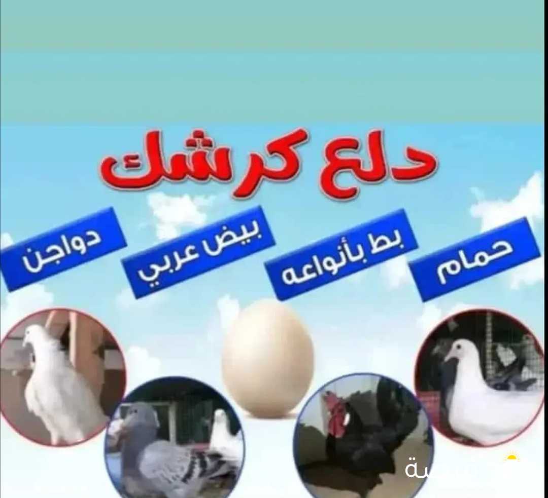 حمام زاجل ولاحم دلع كرشك