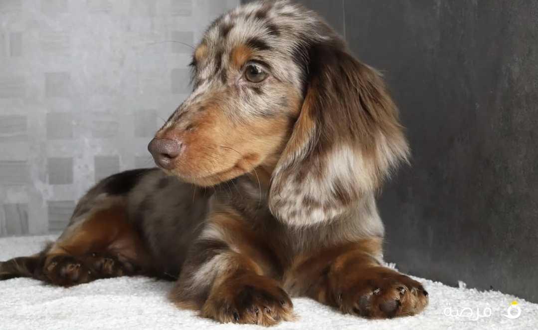 ميني دتشهاوند Mini Dachshund