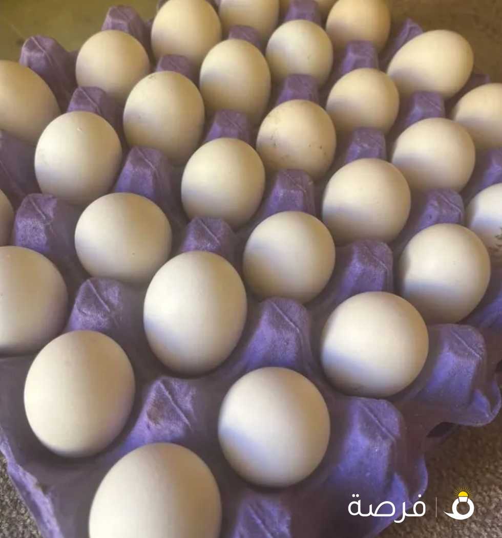 البيع بيض دجاج عربي حباحب وفيومي البيض فيهم فيومي وعربي وحباحب الطبق ب 3ونص