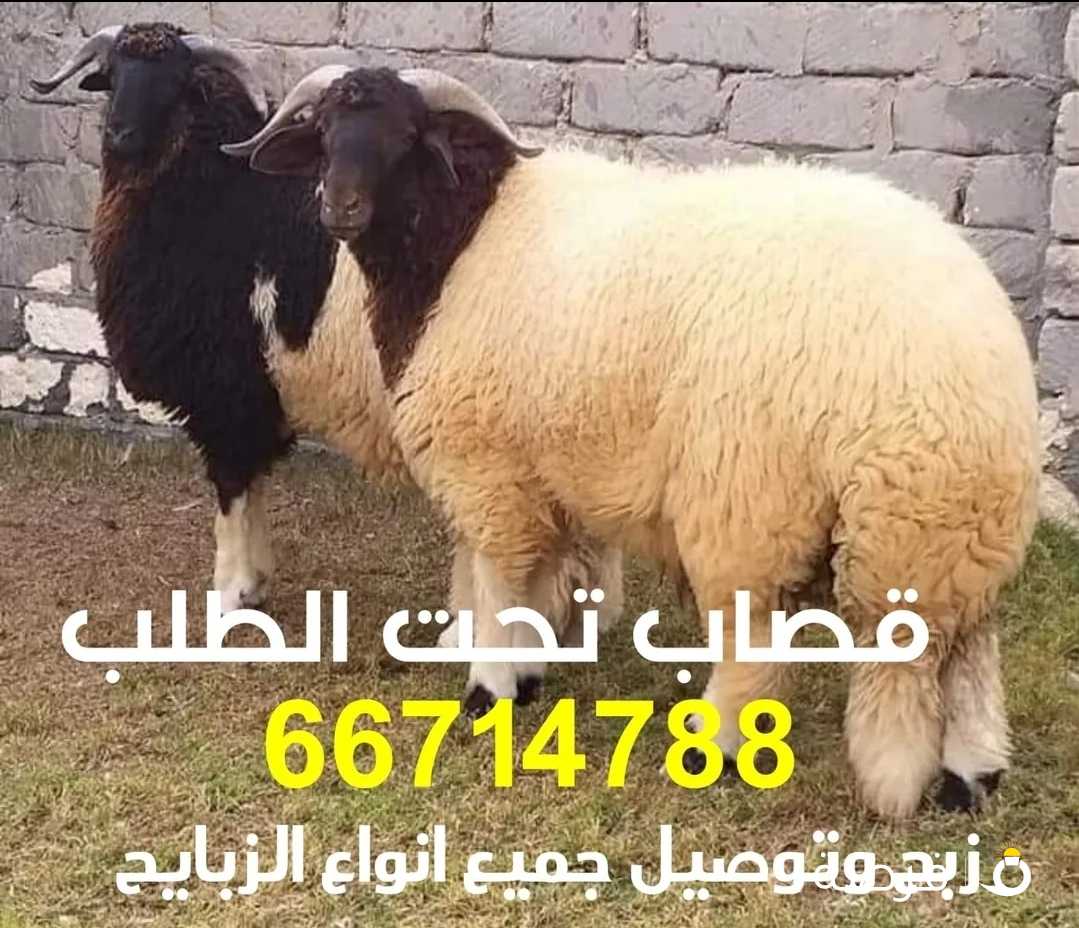 قصاب تحت الطلب