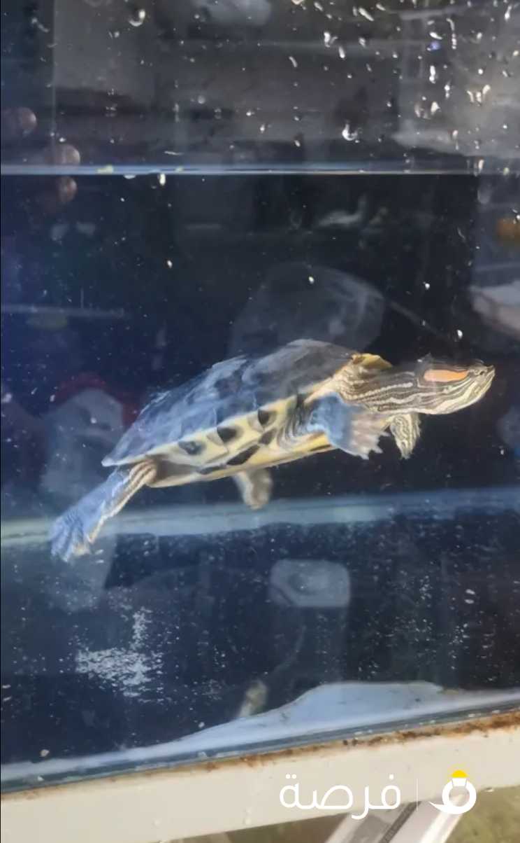 Aquarium turtle