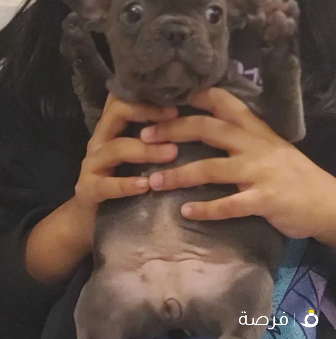 فرنش بولدوج - French Bulldog Puppies