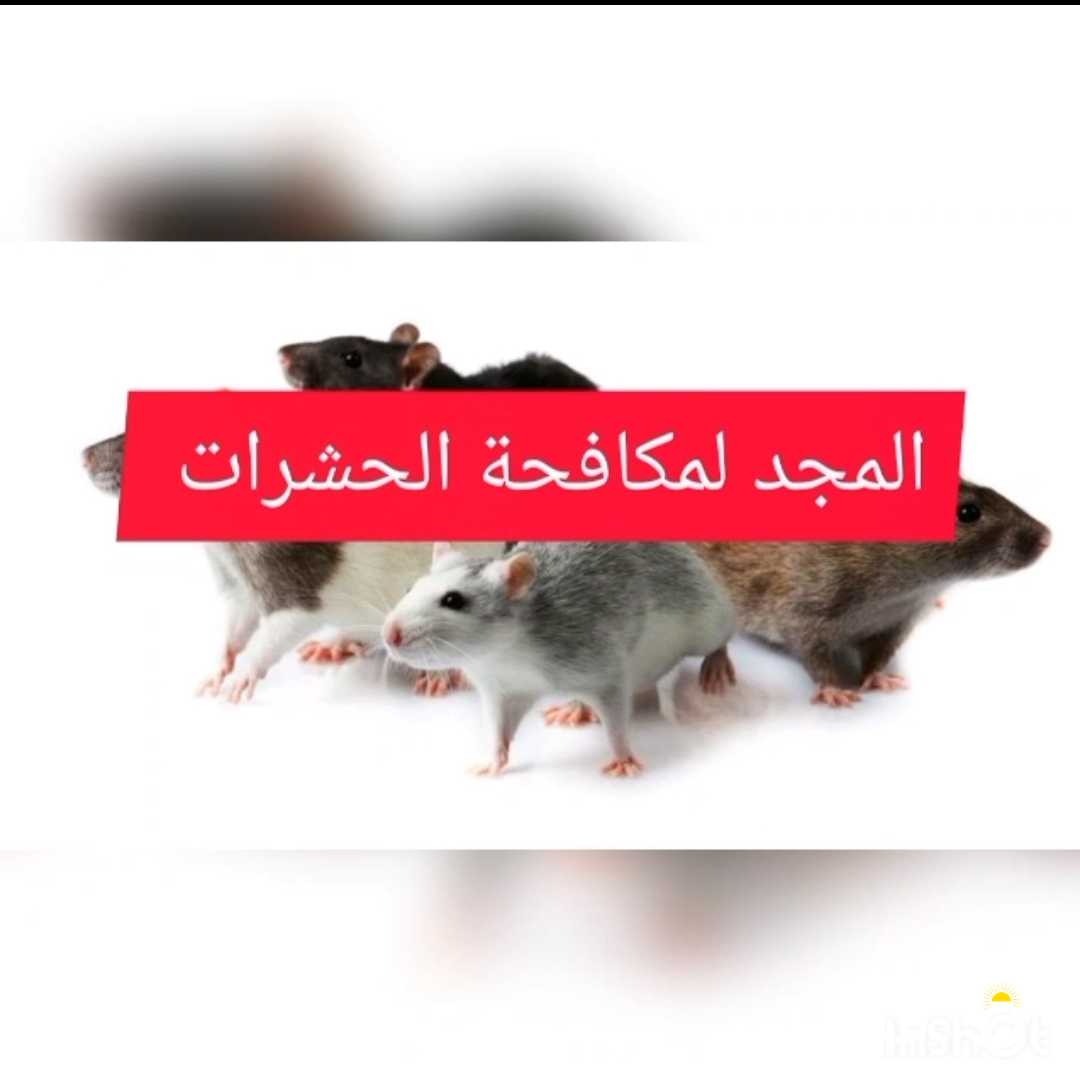 مكافحه حشرات وقوارض كفاله سنه