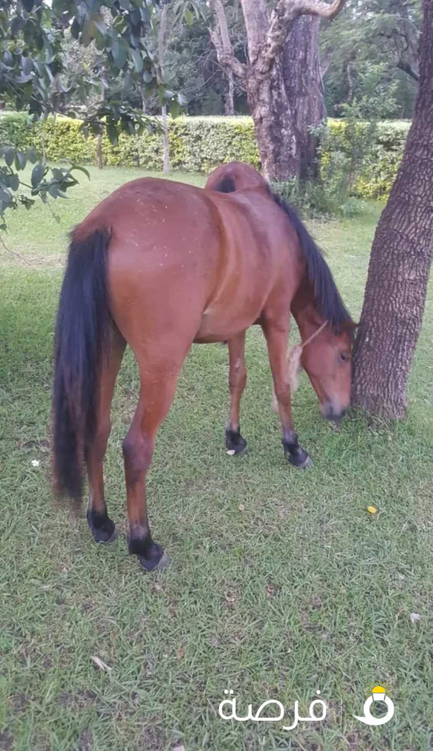 Friesian x Warmblood Mare horse