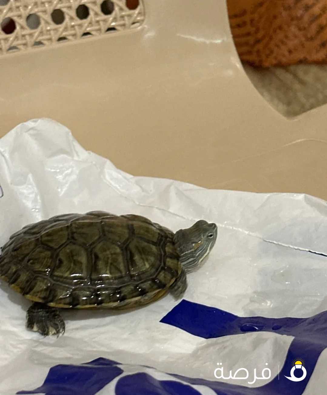 سلاحف مائية للبيع - aquarium turtles for Sale