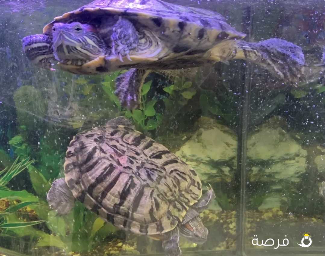 سلاحف مائية للبيع - aquarium turtles for Sale