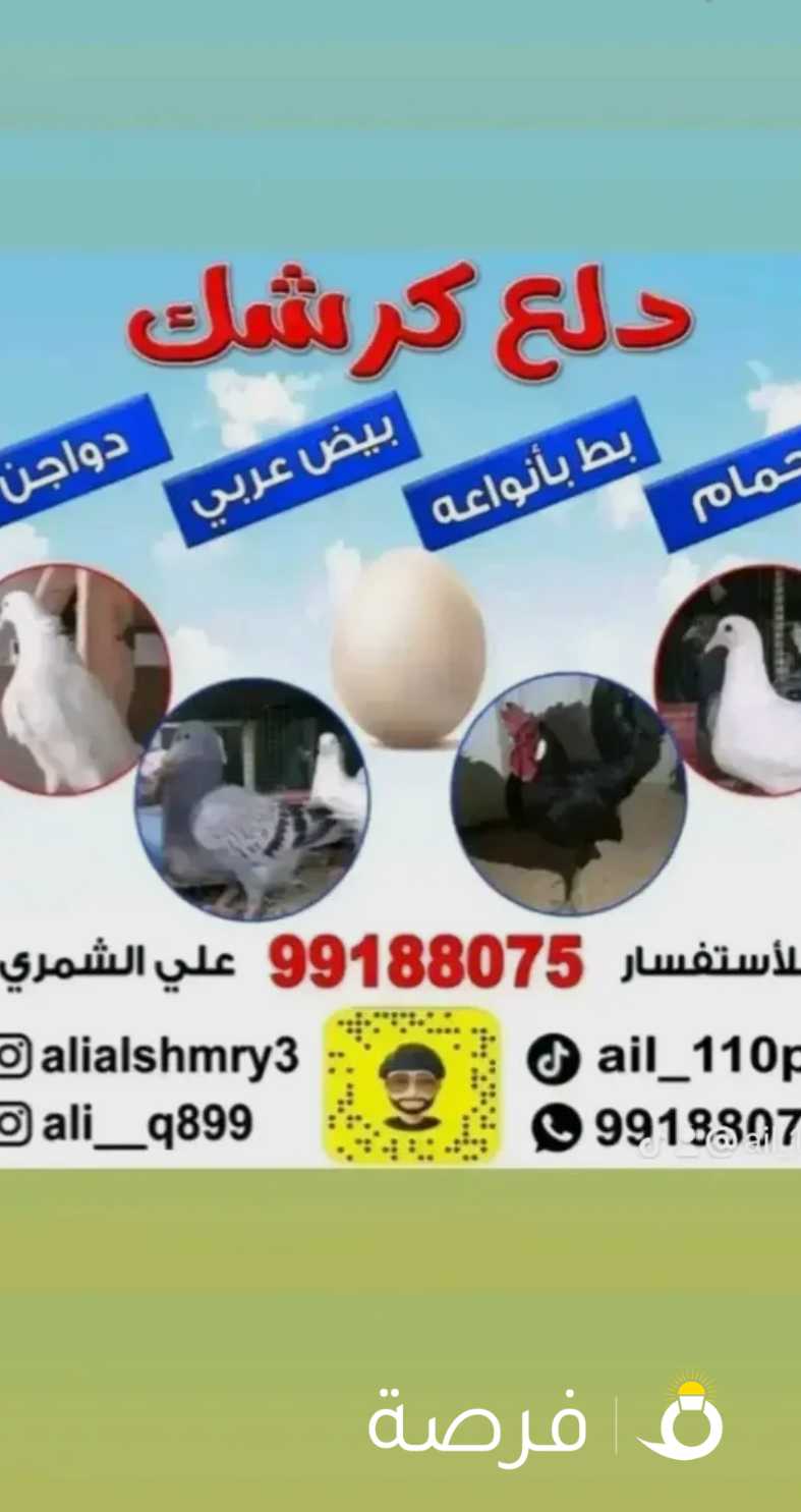 حمام دلع كرشك زاجل ولاحم