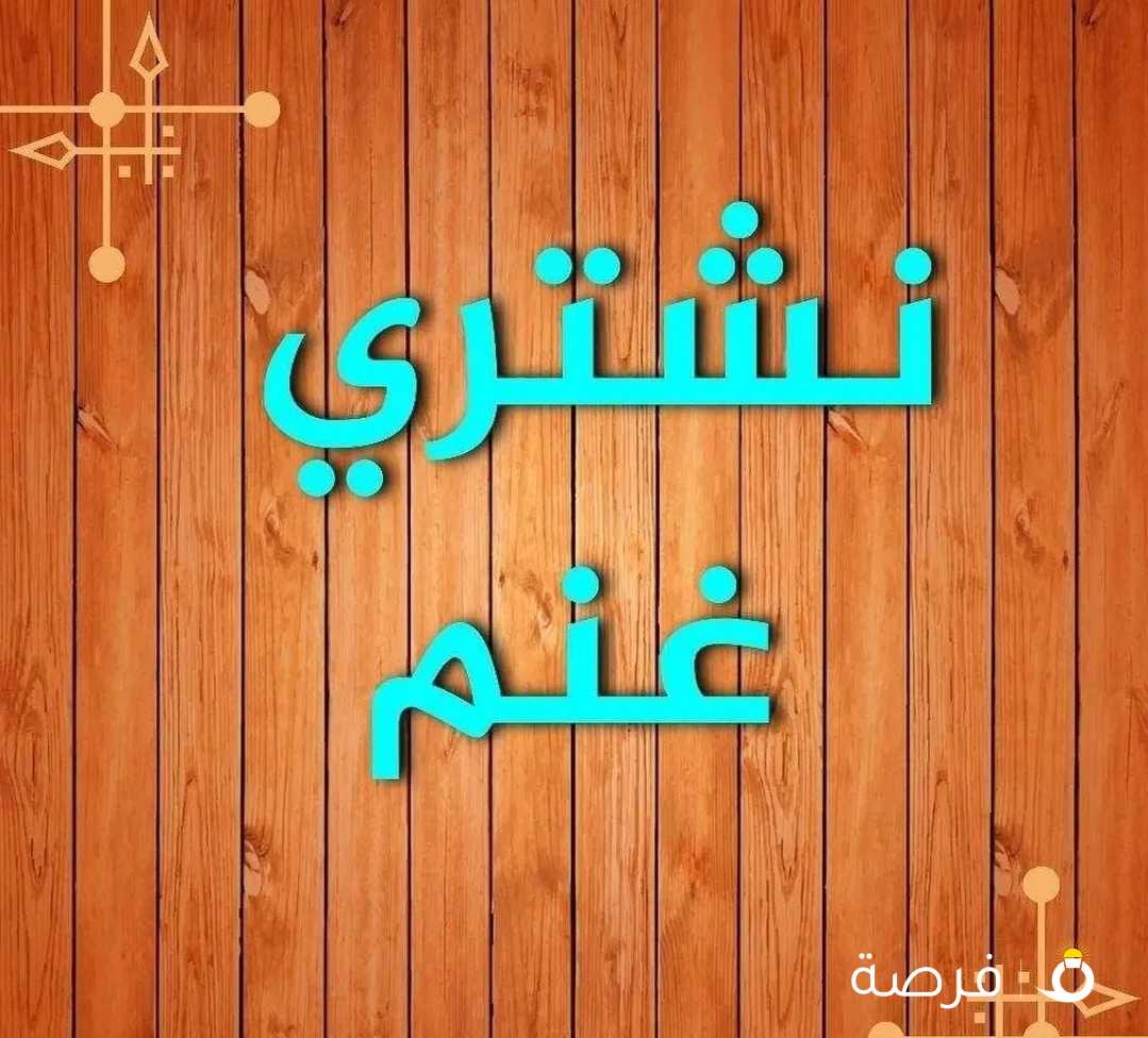 نشتري حلال غنم ومعزا وطليان ضحايا