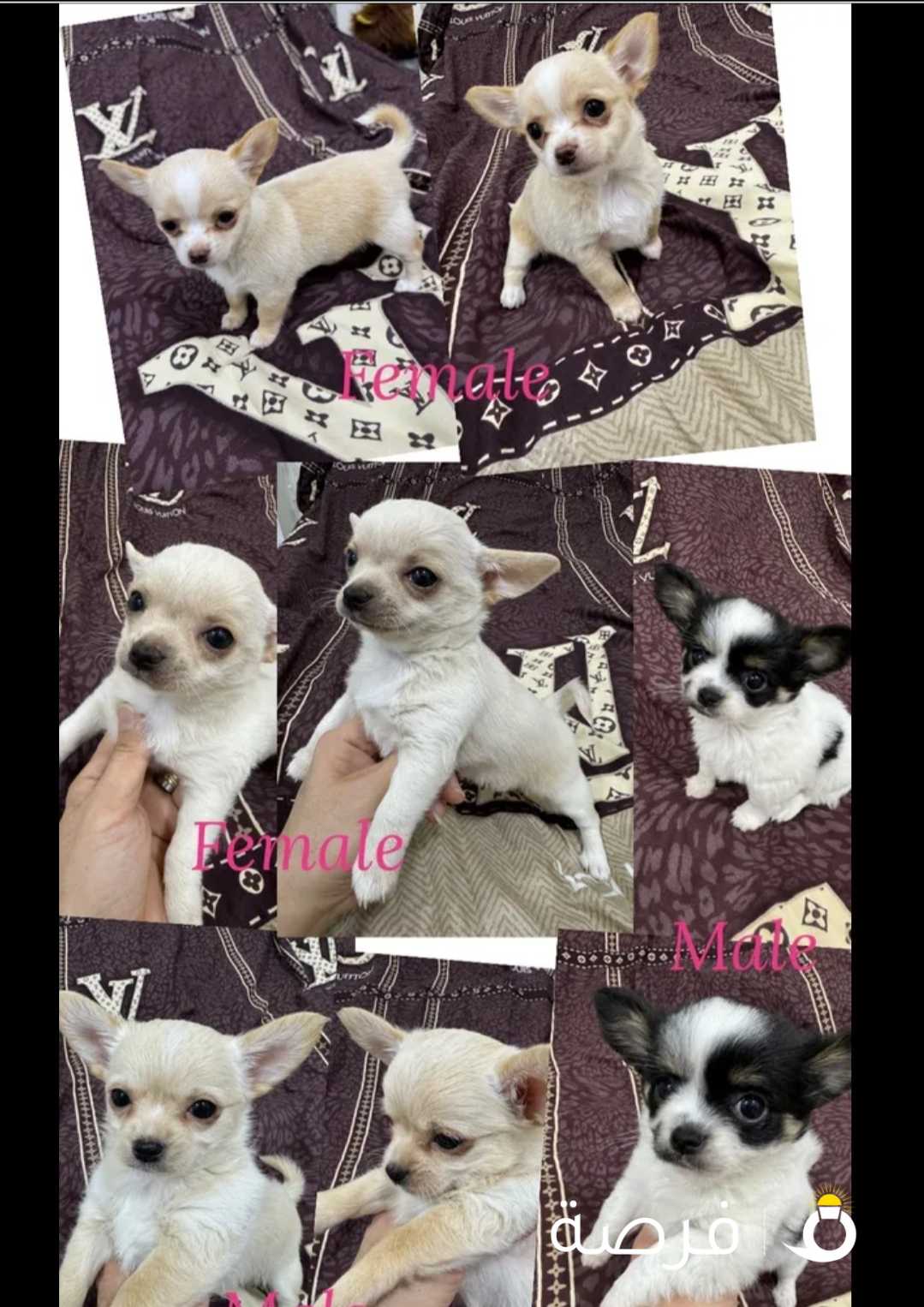 2 Month old Chihuahua