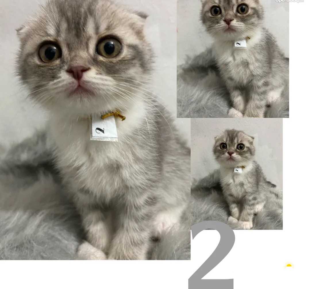 هريرة اسكتلندية مطوية 2+Months Old Kitten (Scottish Fold)