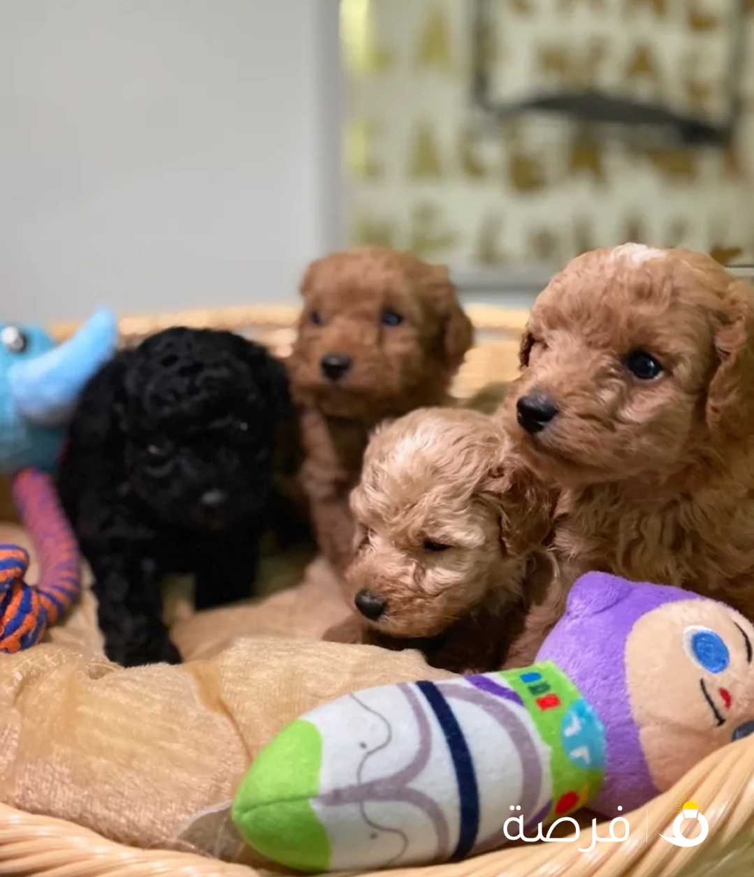 Pure toy poodle pedigreed