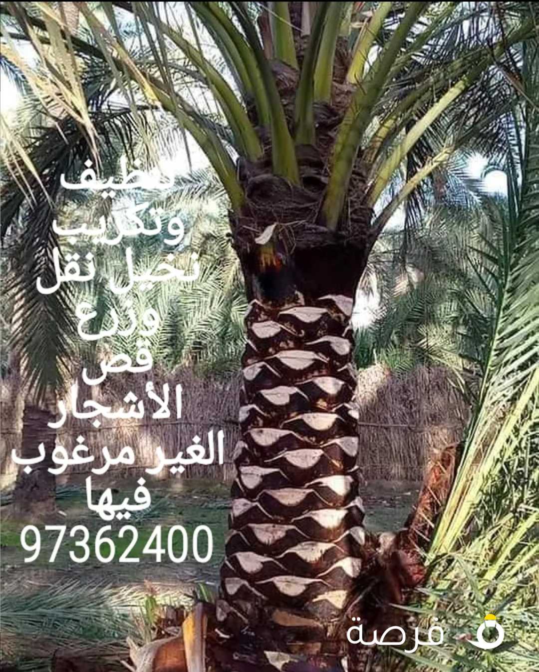 تنسيق حدائق