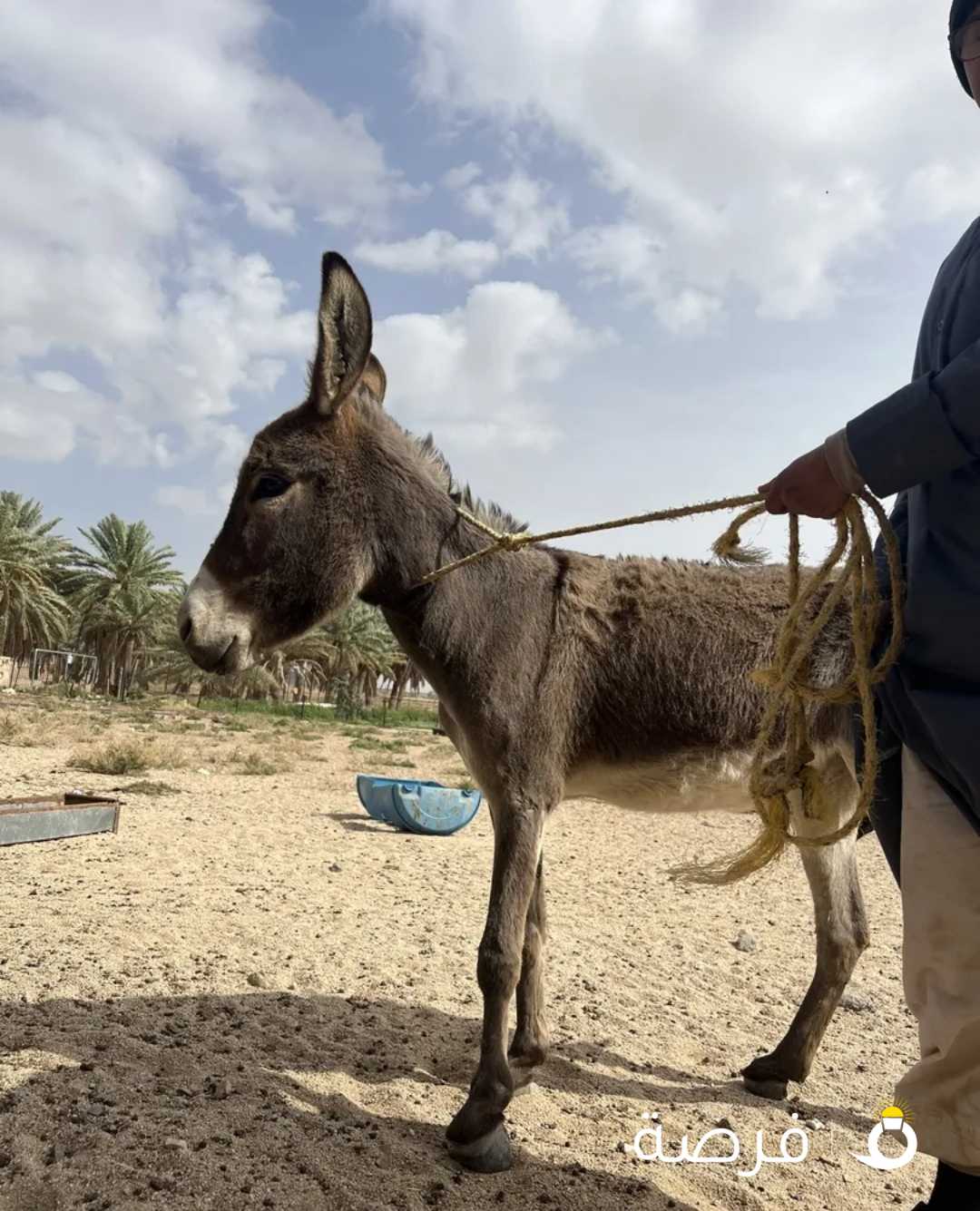 للبيع حمار اجلكم الله