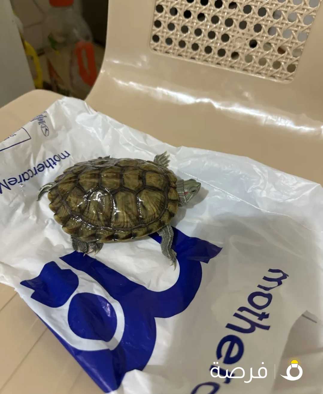 سلاحف مائية للبيع - aquarium turtles for Sale