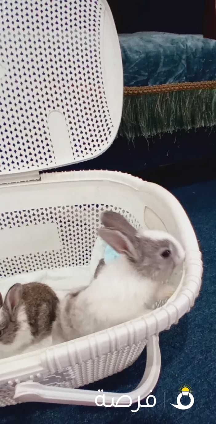 baby rabbits