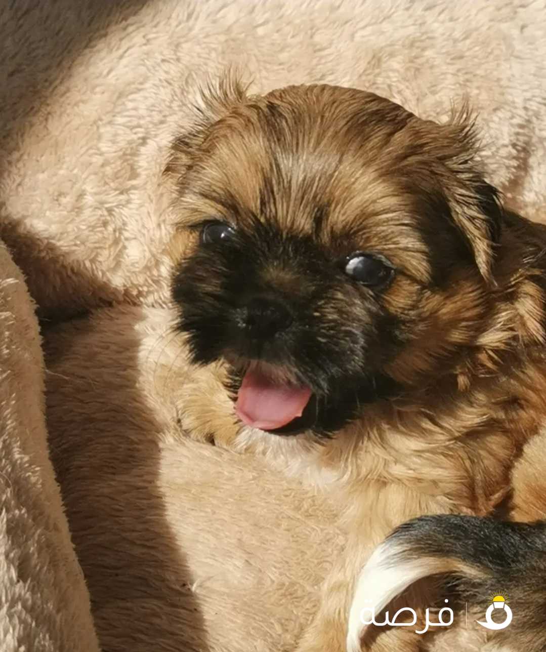 4 Booking only ShihTzu puppies