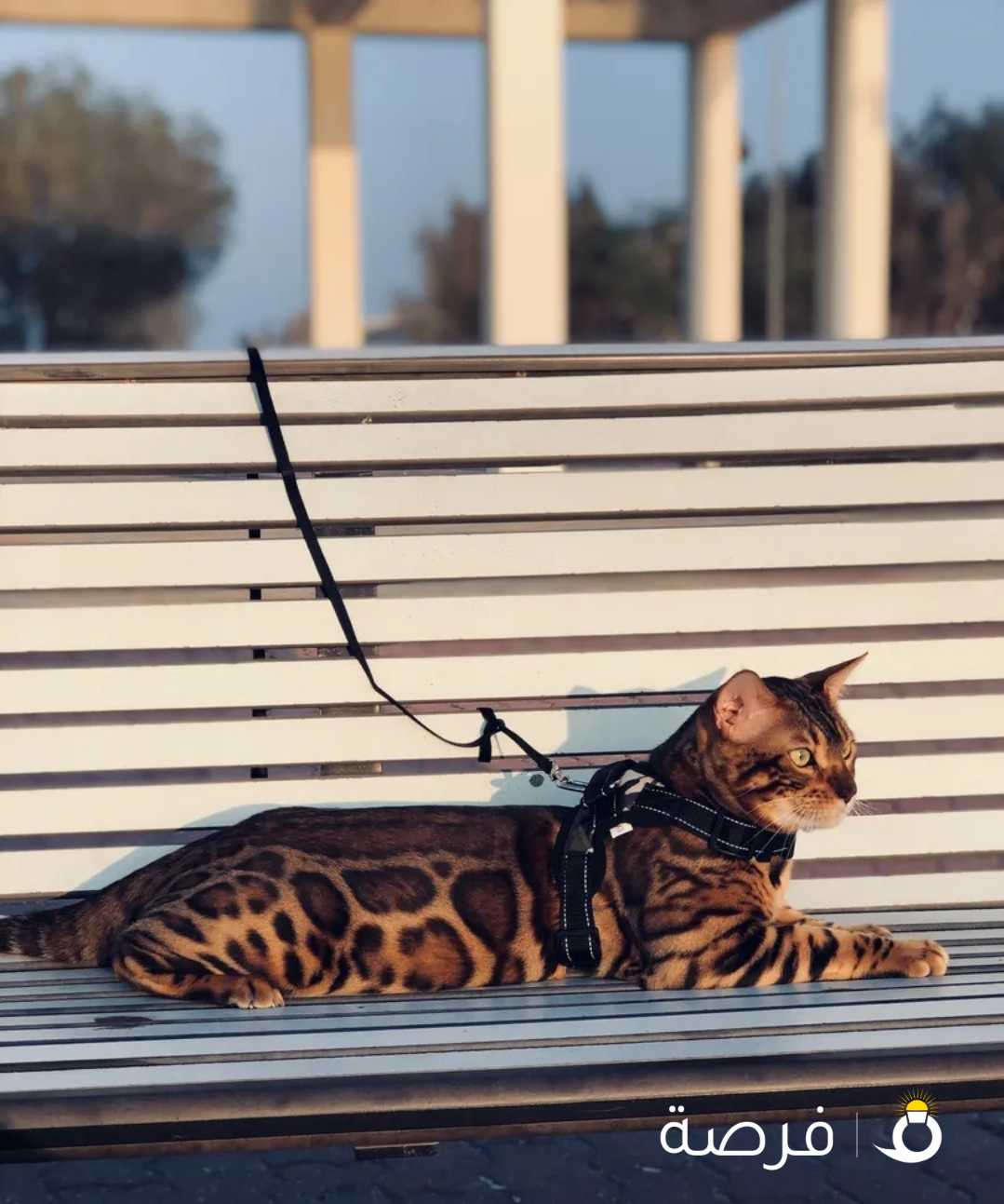 Exotic Bengal kittens rare color قطط بنغال الوان نادره