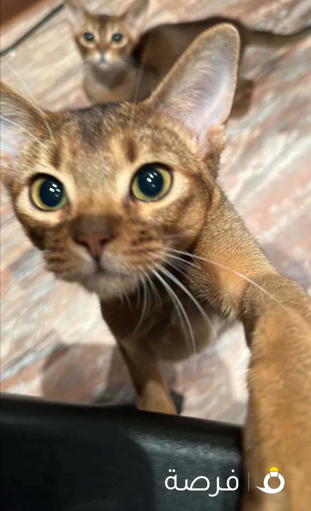 للبيع 3 قطط حبشي Abyssinian