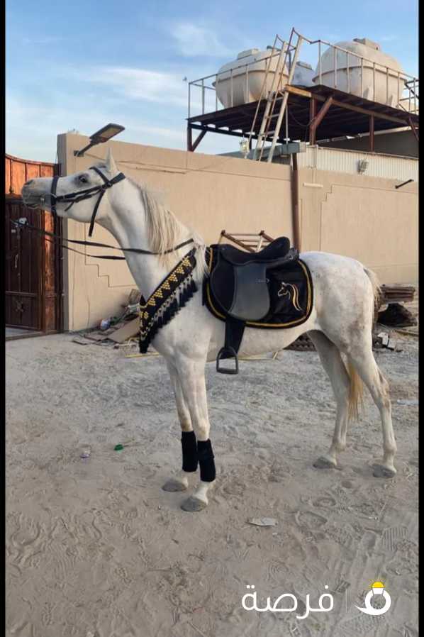 خيل مصري بيور