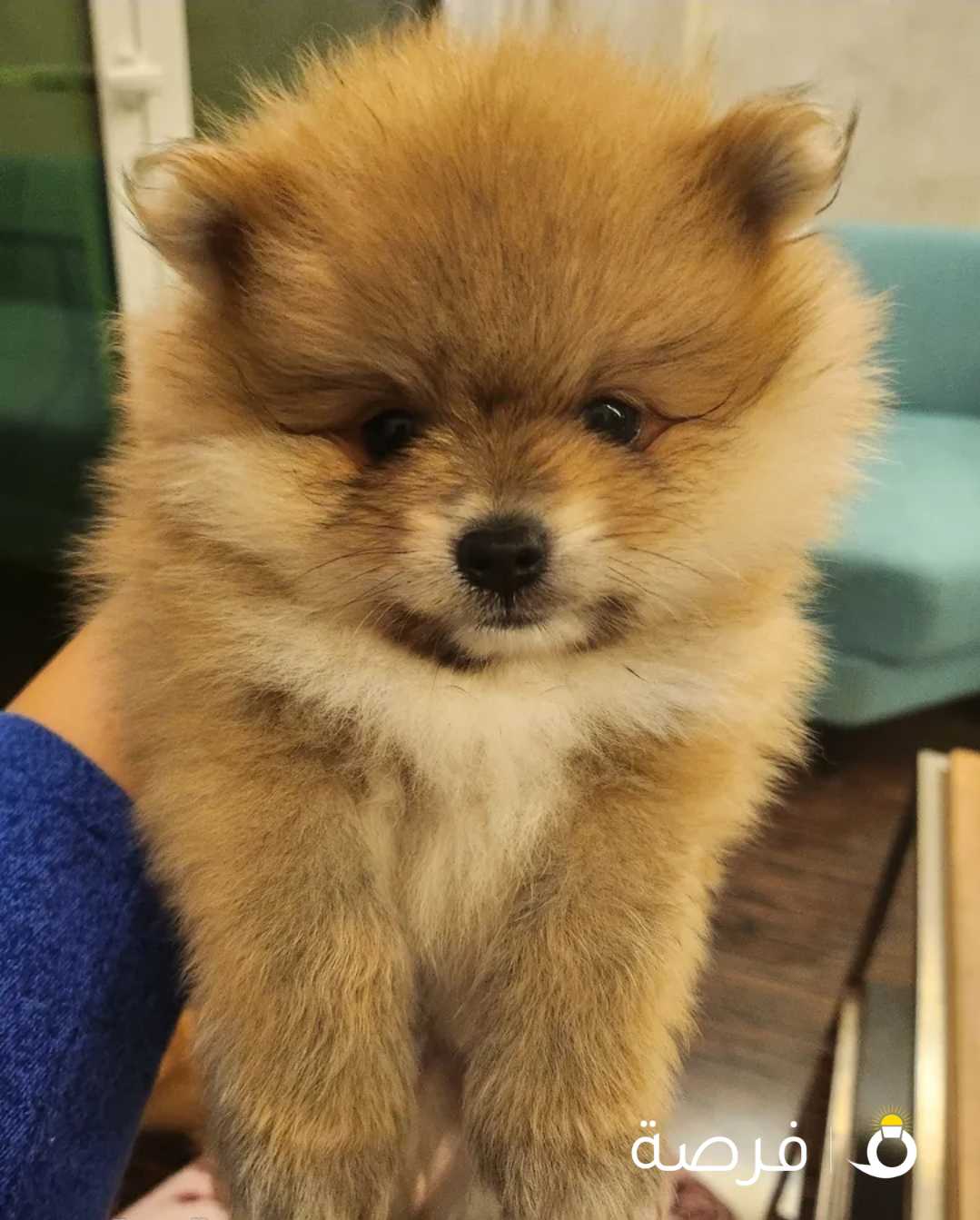 Pure pomeranian spitz